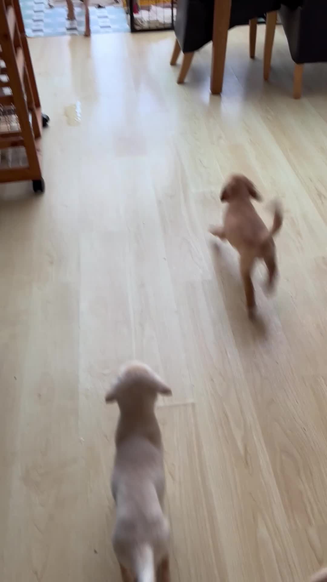 Labrador Retriever dogs for sale: Stunning Labrador pedigree puppies  - Video 2