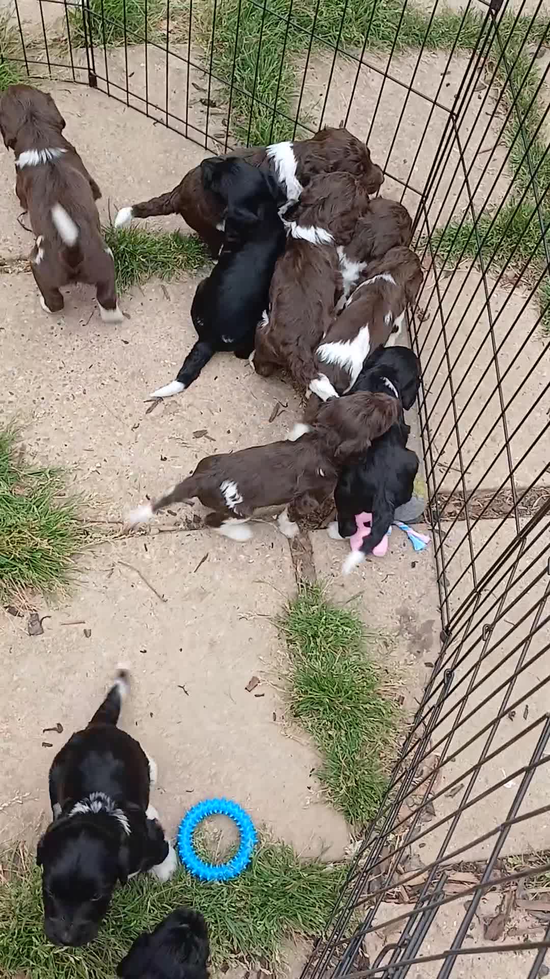 Sproodle dogs for sale: Sproodles - Video 1