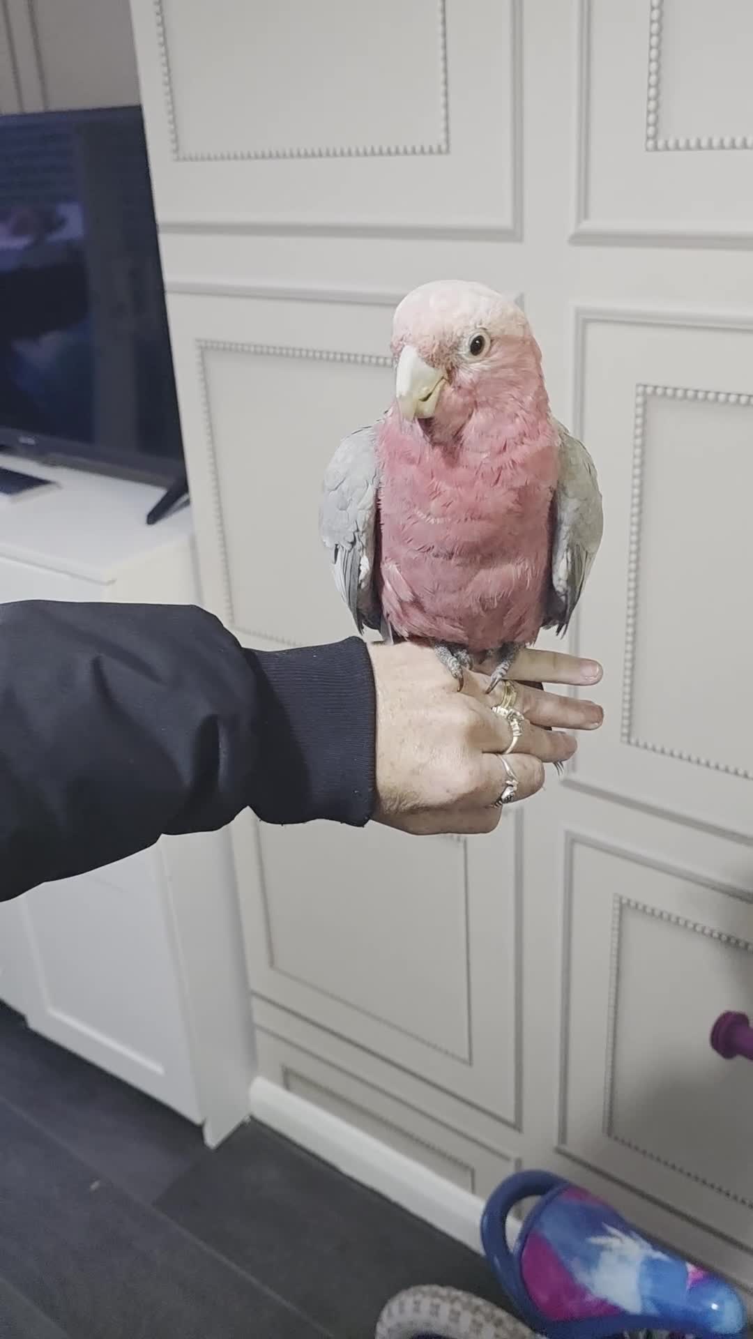Cockatoo birds for sale: Galah cockatoo  - Video 2