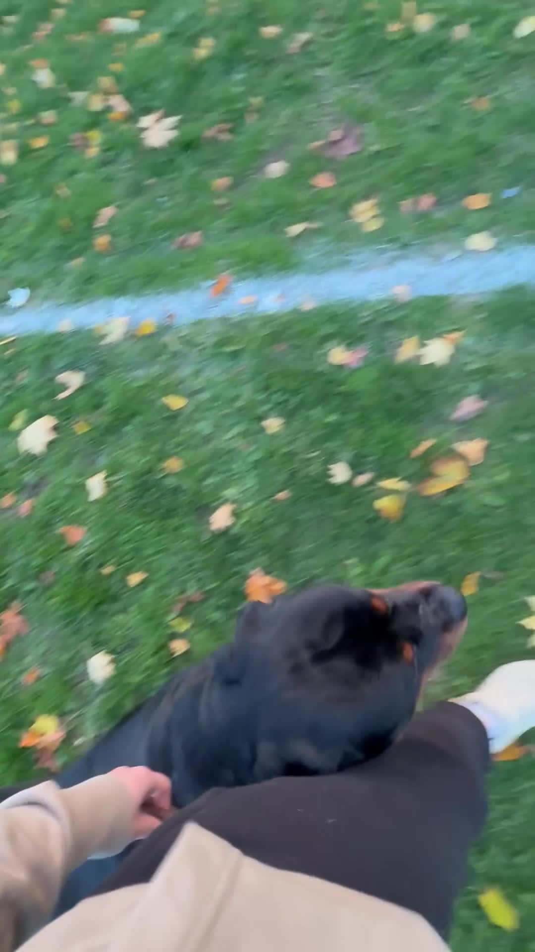 Rottweiler dogs for stud: 🇩🇪BEAR🇩🇪 - Video 1