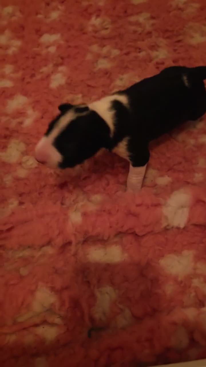 Bull Terrier dogs for sale: Bull terrier  in Bristol - Video 2