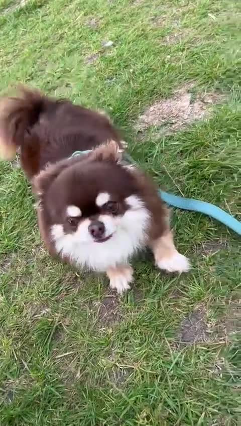 Chihuahua dogs for sale: Bundle of fluff and playfulness  - Video 1