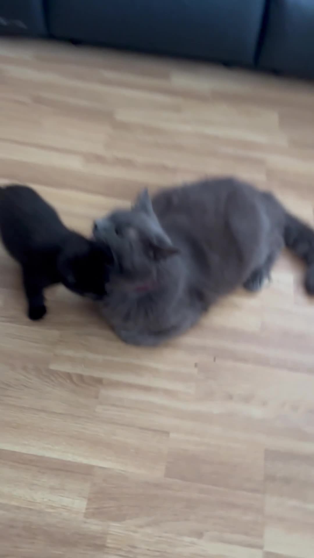 Mixed Breed cats for sale: 4 BEAUTIFUL KITTENS FOR SALE in Paignton - Video 1