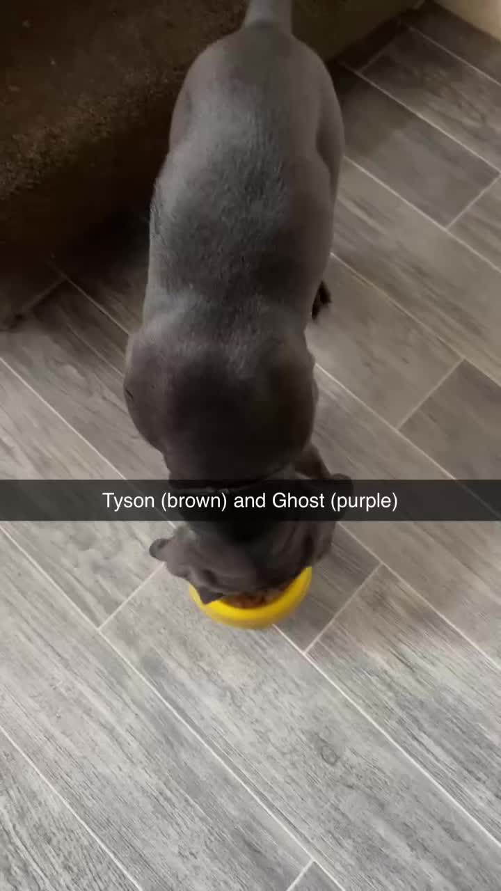 Cane Corso dogs for sale: Cane corso puppies  - Video 3