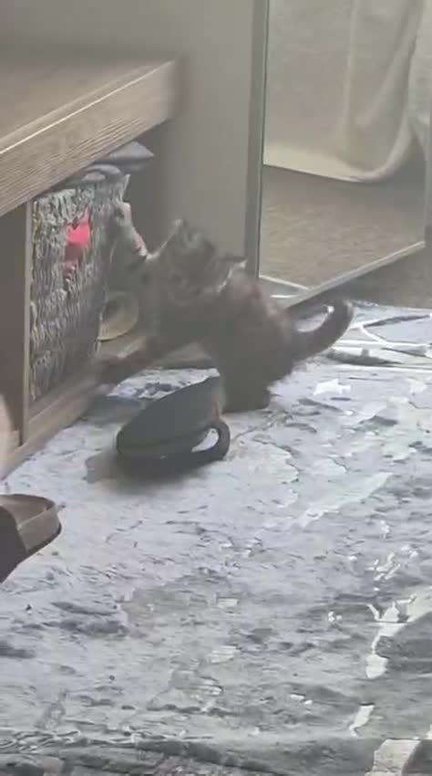 Mixed Breed cats for sale:  🐾 Adorable Scottish Mix Kittens ! 🐾 - Video 1