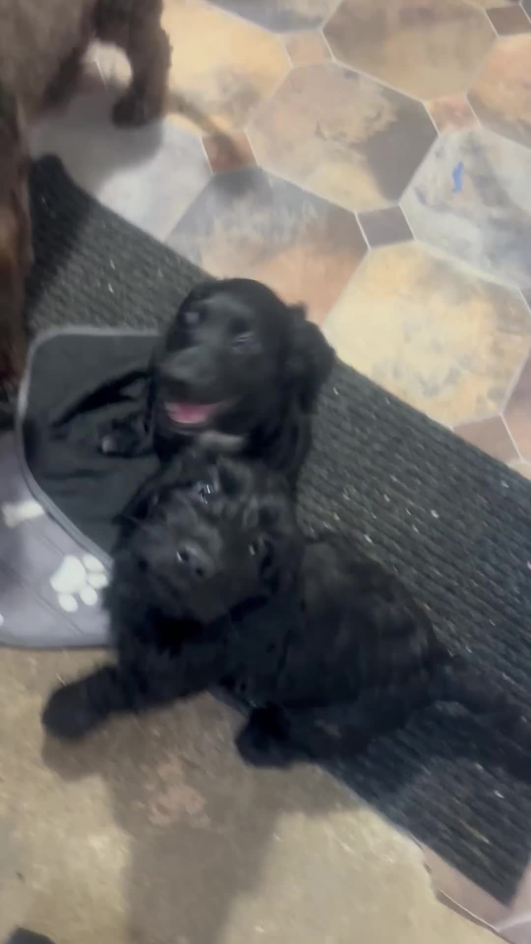 Cockapoo dogs for sale: F1b Cockapoo Puppies, Forever Home Ready 🐕‍🦺🐾 - Video 2