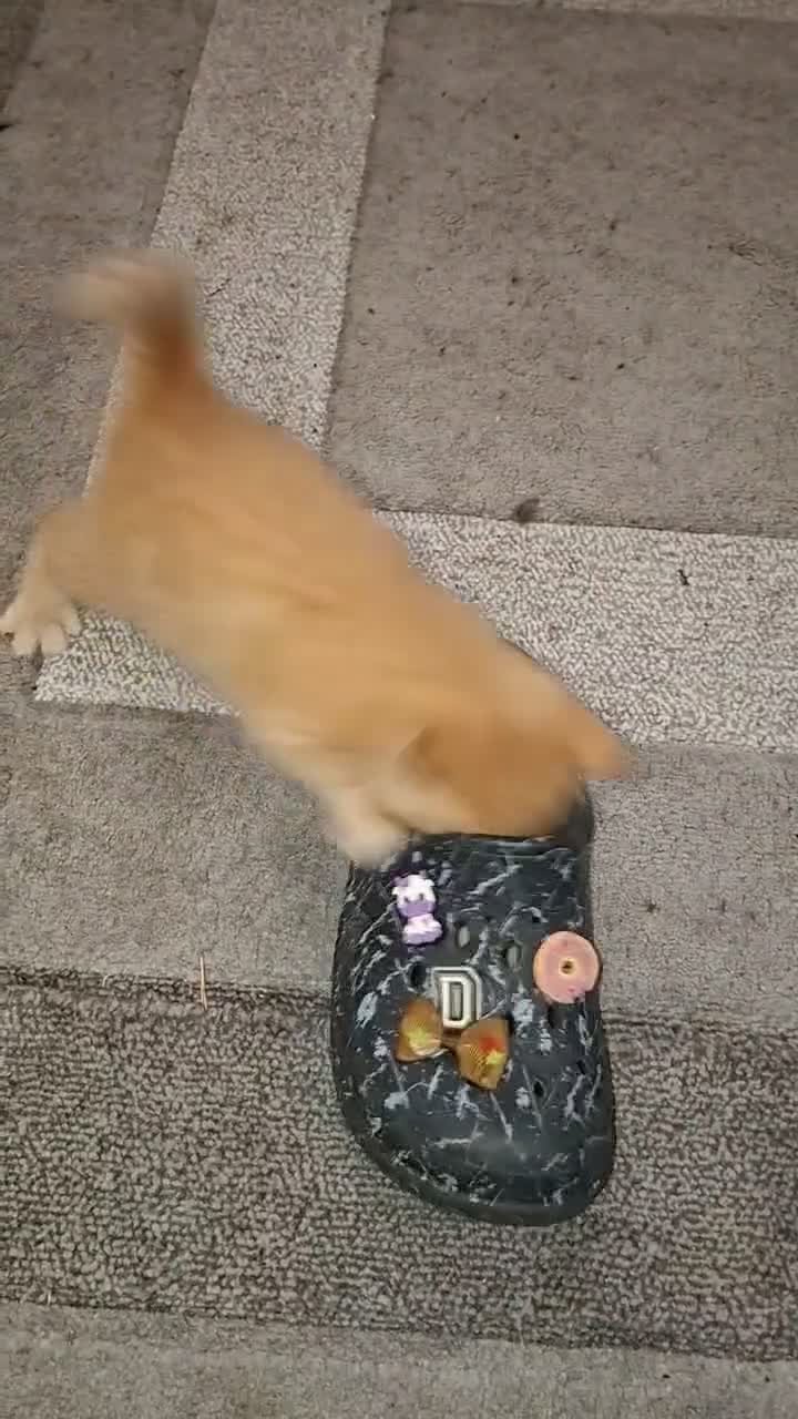 Mixed Breed cats for sale: Rare Ginger Female  in Bracknell - Video 2