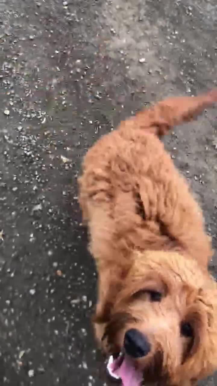 Mini Goldendoodle dogs for sale: 2 Mini Goldendoodle girls - Video 1