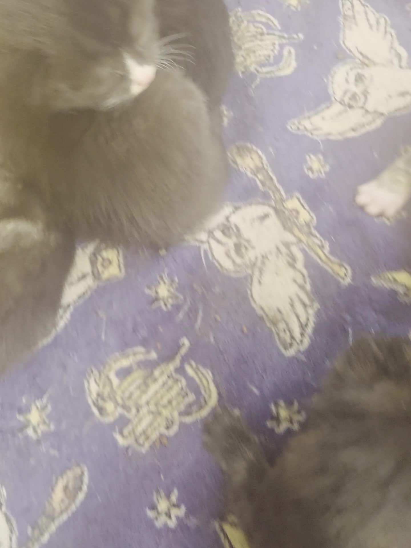 Mixed Breed cats for sale: Little kittens are looking for new homes. - Video 1