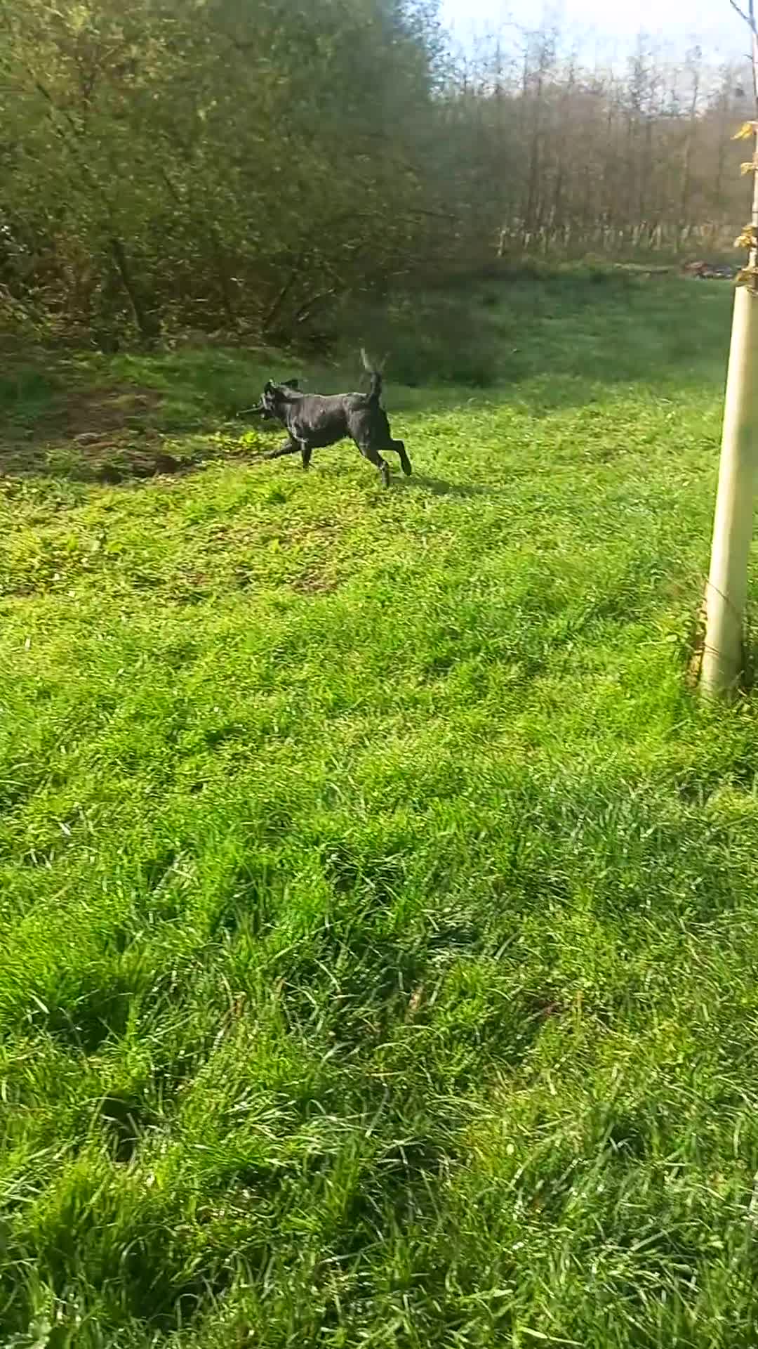 Labrador Retriever dogs for sale: Stunning KC Registered puppies in Exeter - Video 1