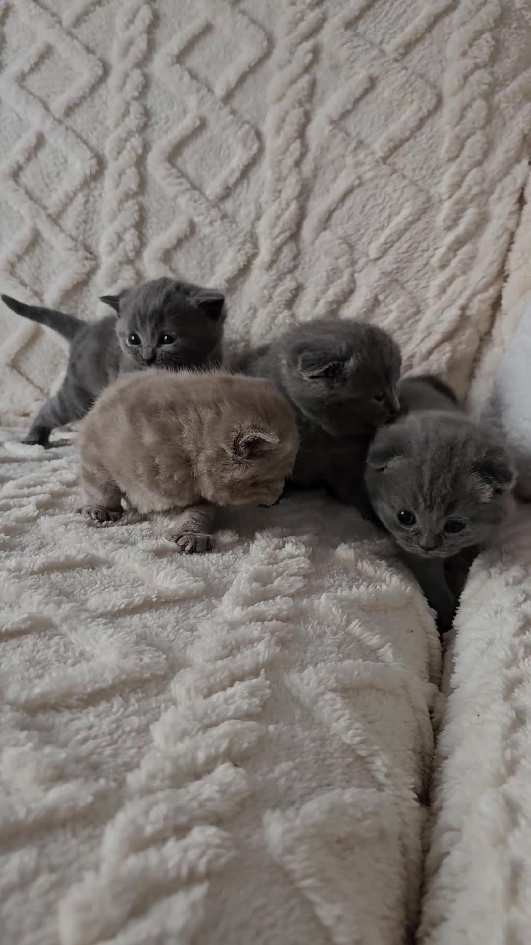 British Shorthair cats for sale: British shorthair & Scotish fold  - Video 1