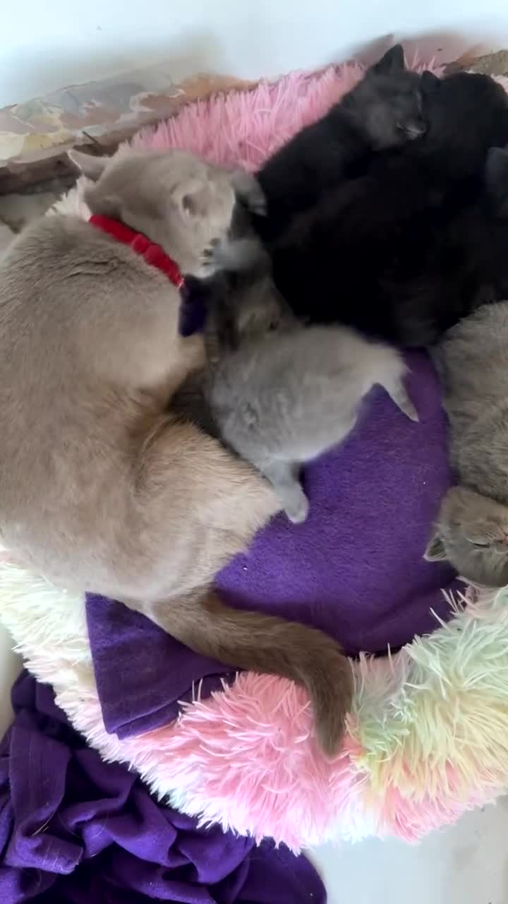 British Shorthair cats for sale: Beautiful british shorthair kittens  - Video 2