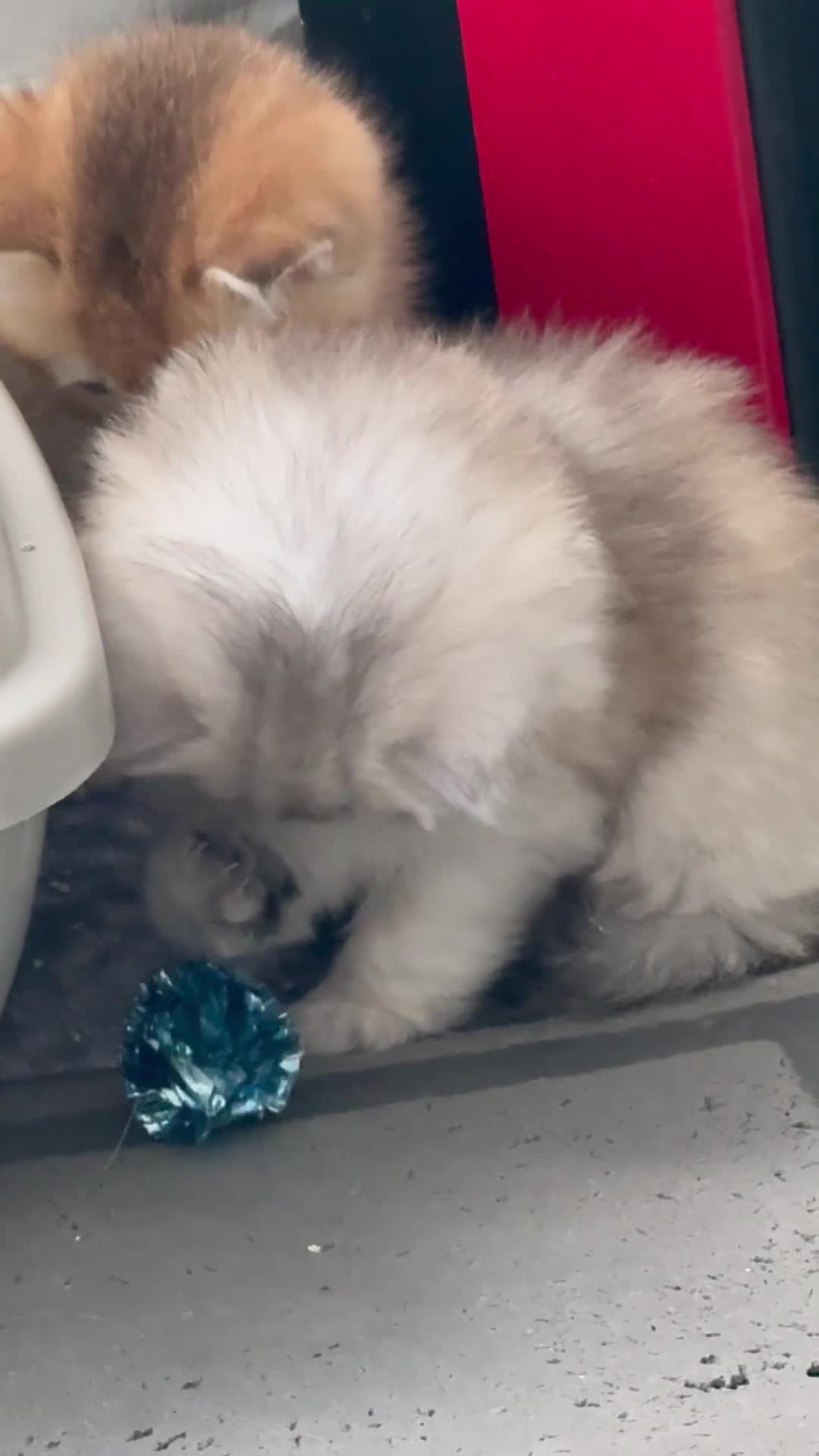 Scottish Fold cats for sale: Scottish pedigree golden kittens - Video 1