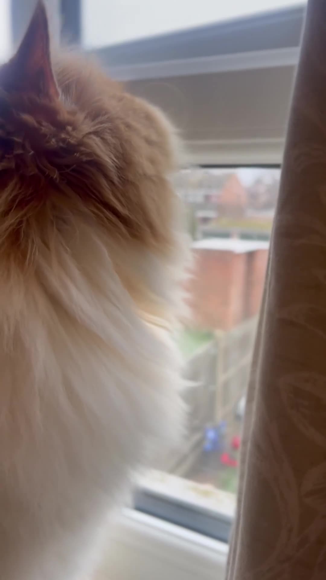 British Longhair cats for sale: British Longhair Pedigree Male – Rehoming - Video 1