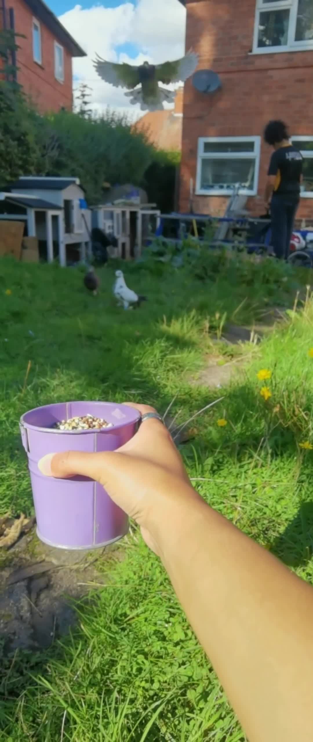 Pigeons birds for sale: TAME Adult Pet Pigeons & Pairs [Fancy Breeds] - Video 2