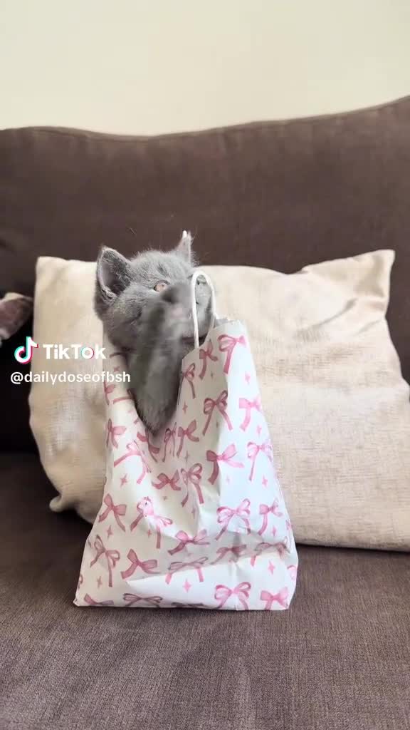 British Shorthair cats for sale: British Shorthair kittens for sale in Rochdale - Video 4