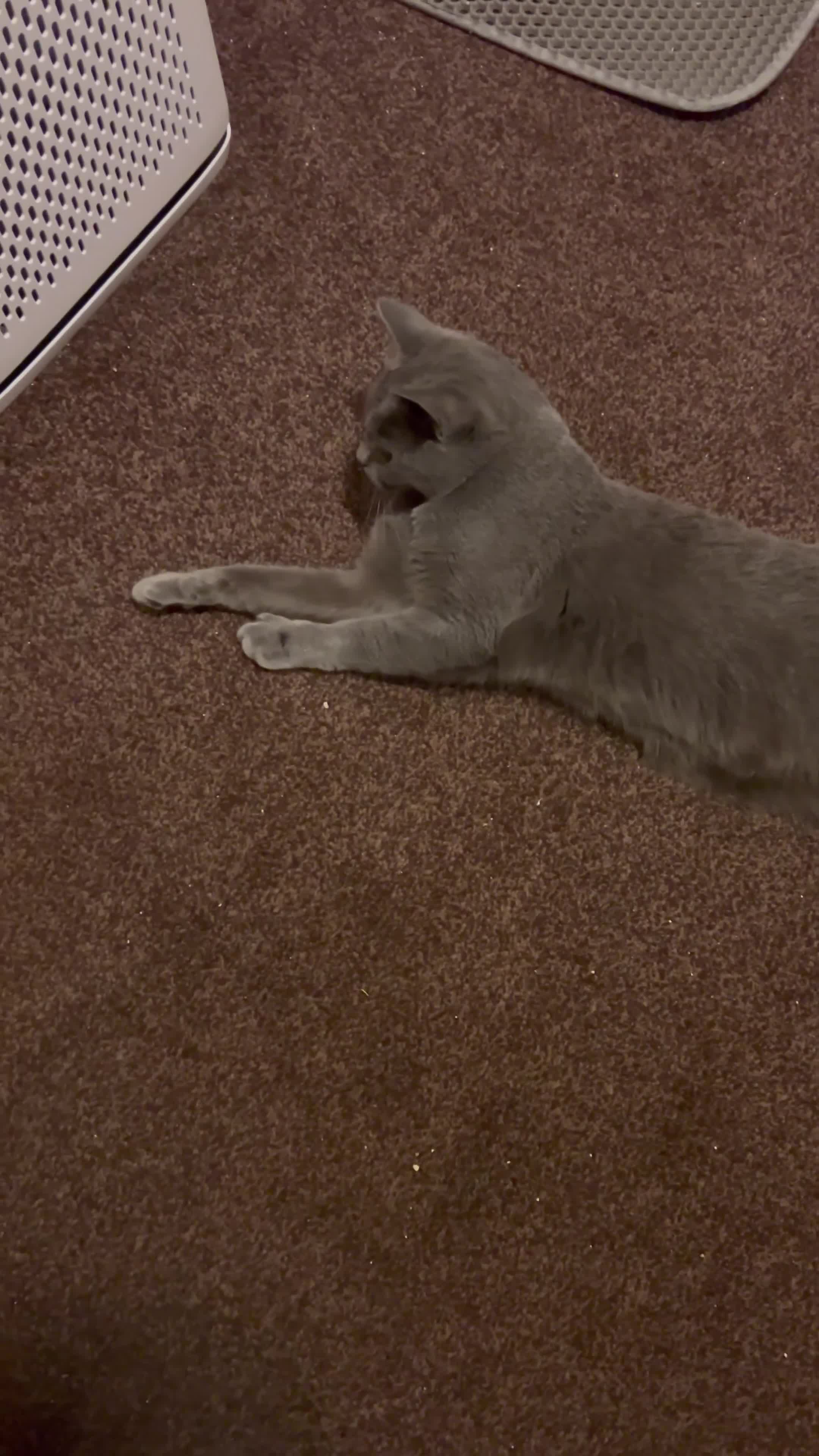 British Shorthair cats for sale: British Shorthair Female Cat Queen. - Video 2