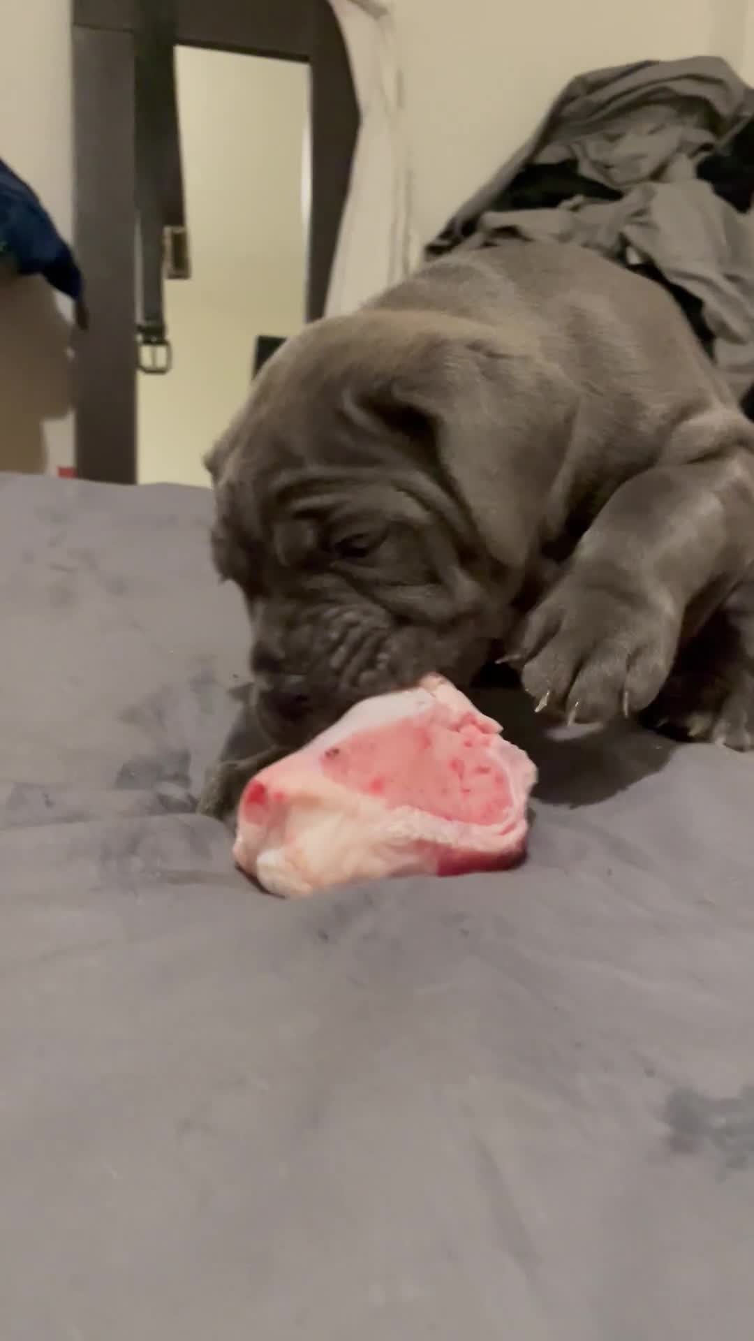 Cane Corso dogs for sale: Stunning Blue Cane Corso (blue) - Video 1