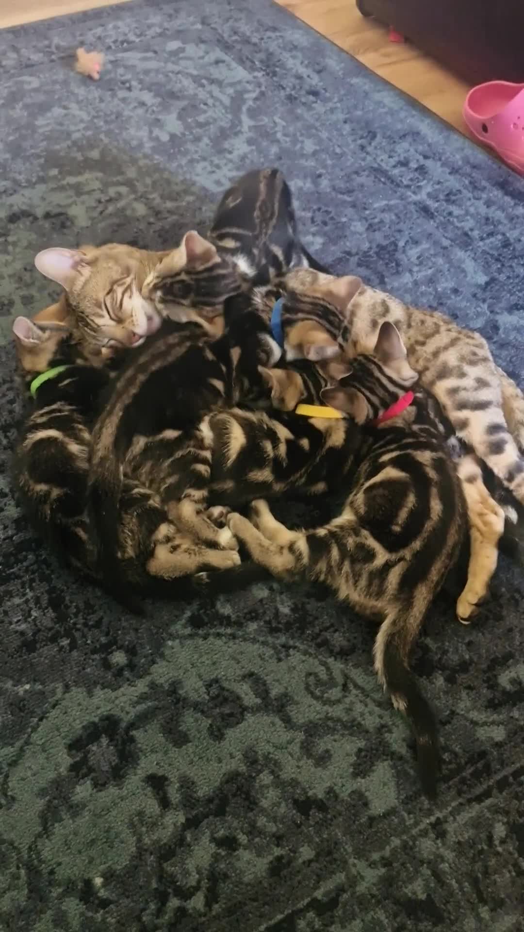 Bengal cats for sale: Bengal mix kittens for sale - Video 1