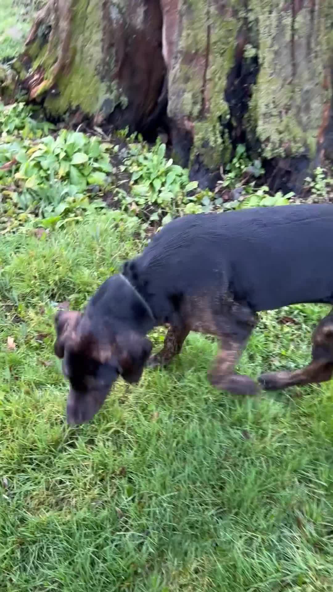 Mixed Breed dogs for sale: Great Dane cross by Golden Retriever  - Video 2