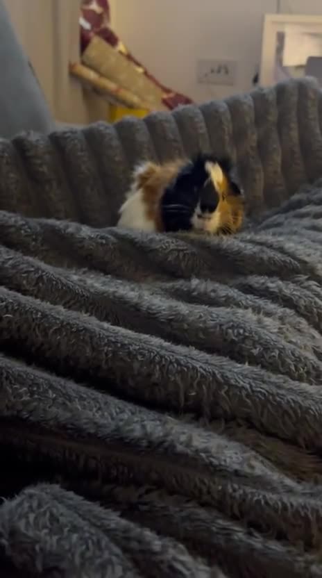 Guinea Pig rodents for sale: Bert and Earnie  - Video 2