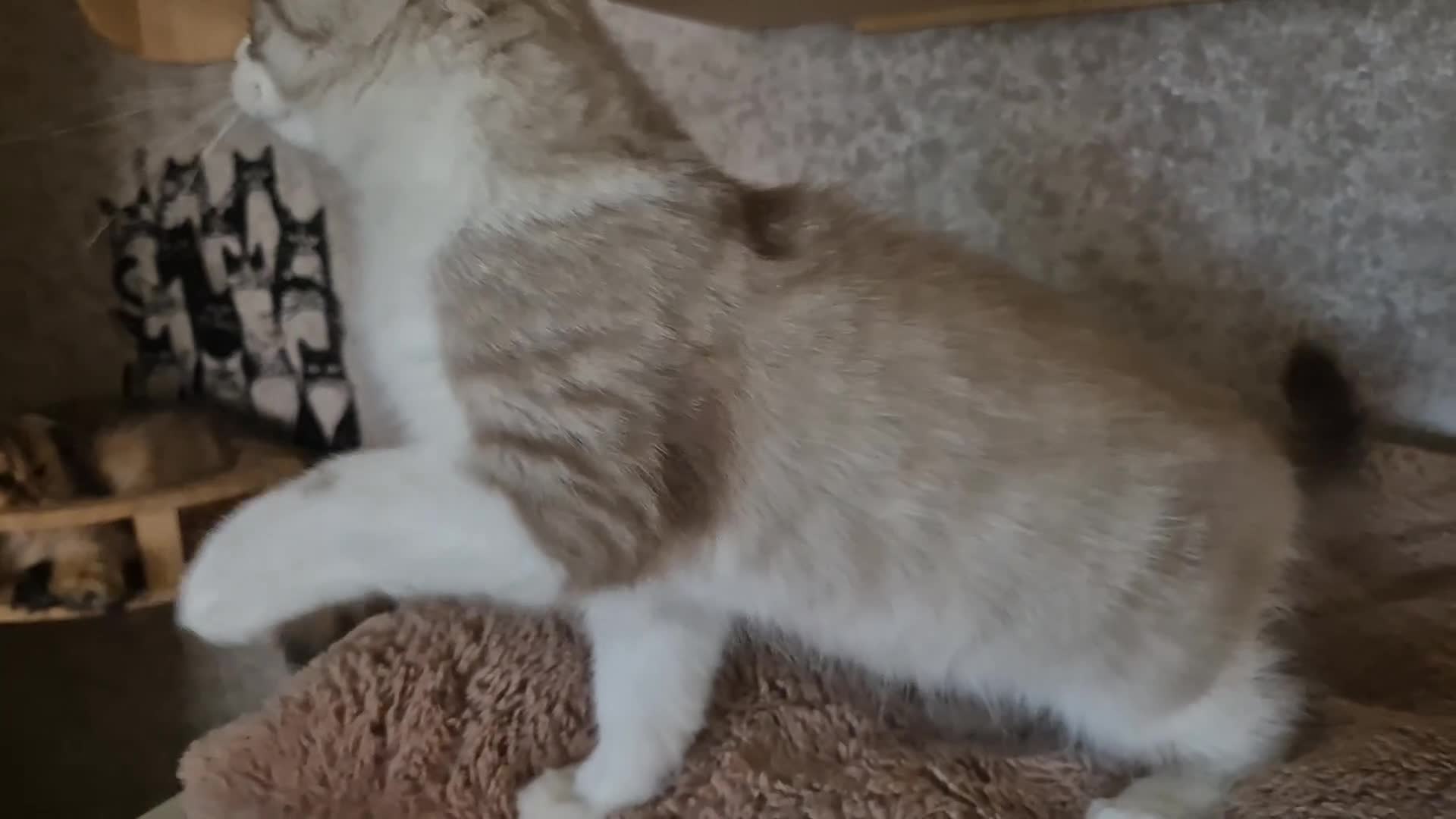 Munchkin cats for sale: Munchkin × British Longhair  - Video 1