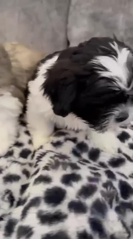Shih Tzu dogs for sale: 🩷 Beautiful Shitzu Puppies 🩷 - Video 2