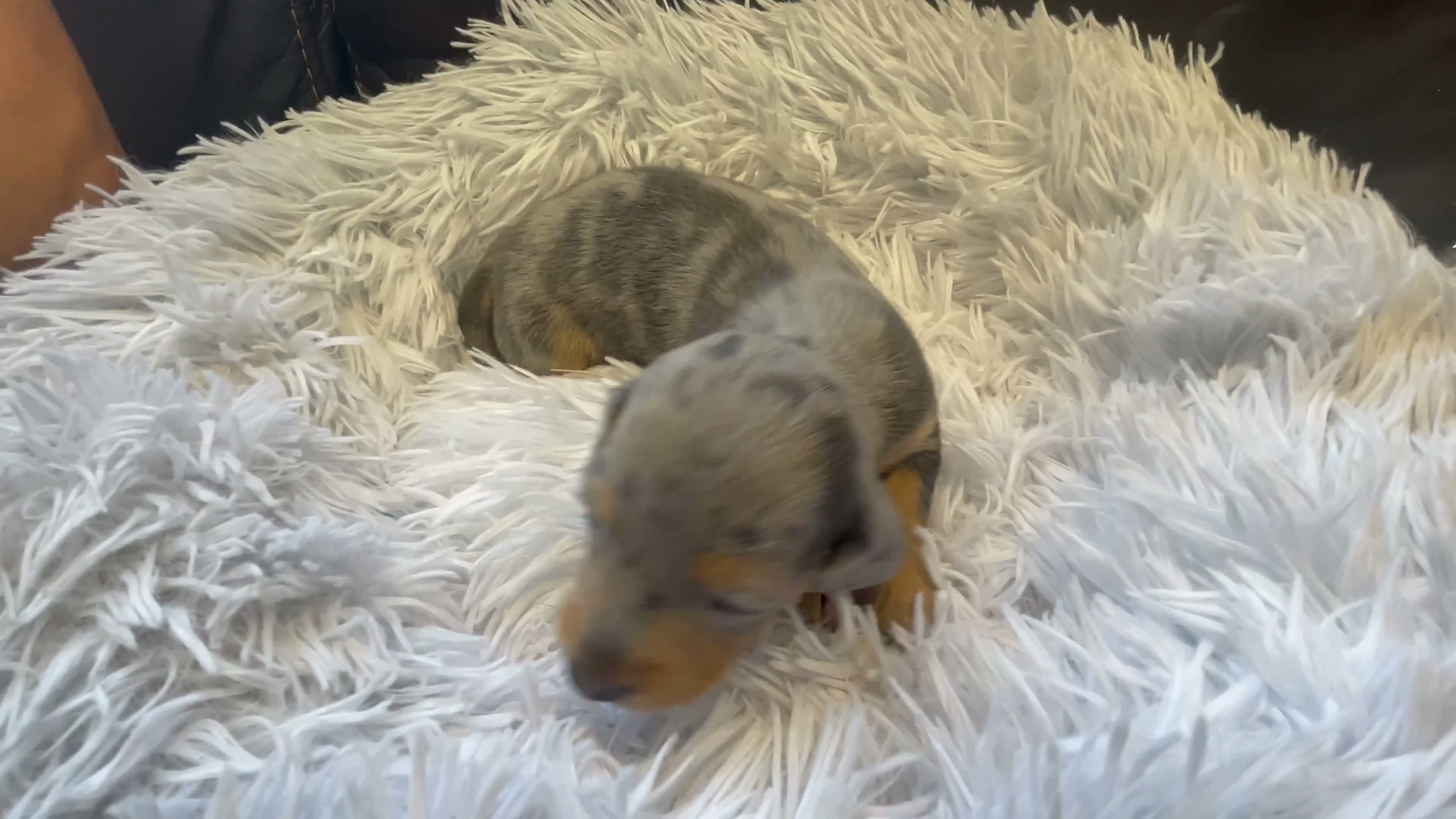 Miniature Dachshund dogs for sale: Beautiful Purebred Miniature Dachshund Puppies 🐾 - Video 1