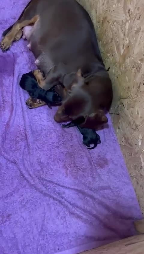 Dachshund dogs for sale: Standard dashhounds  - Video 1