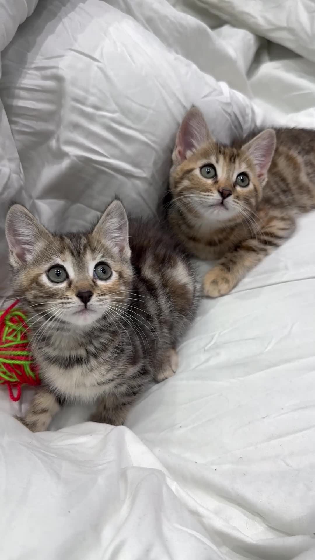 Mixed Breed cats for sale: cute tabby kittens - Video 1
