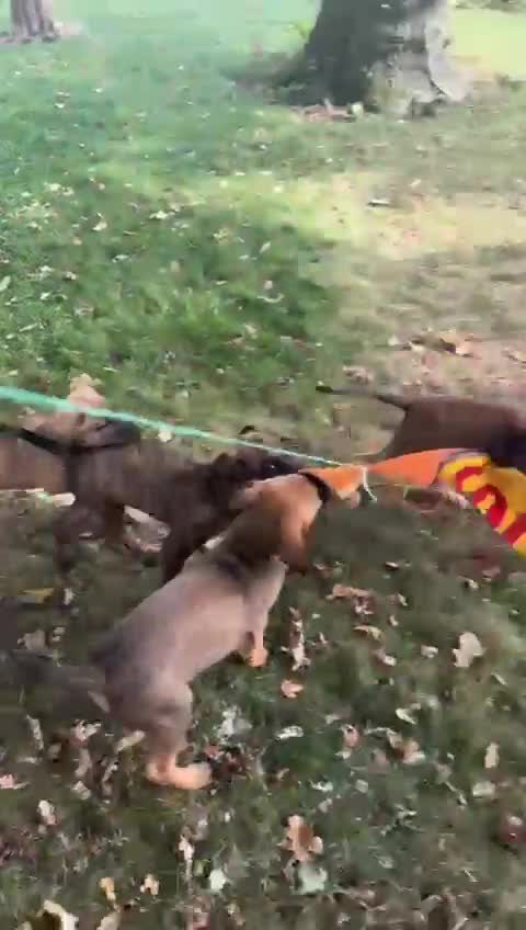 Belgian Shepherd Dog dogs for sale: Dutch Herder x Alano Espanol Pupies - Video 1