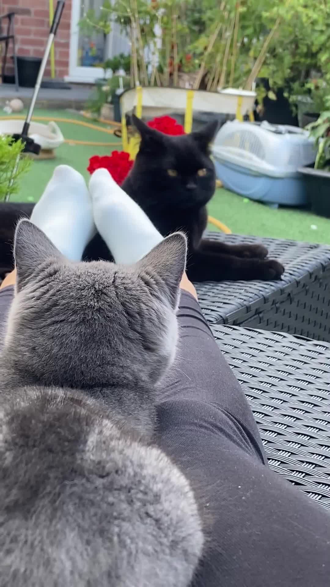 British Shorthair cats for sale: Stunning Rare Pedigree British Shorthair Brothers - Video 2