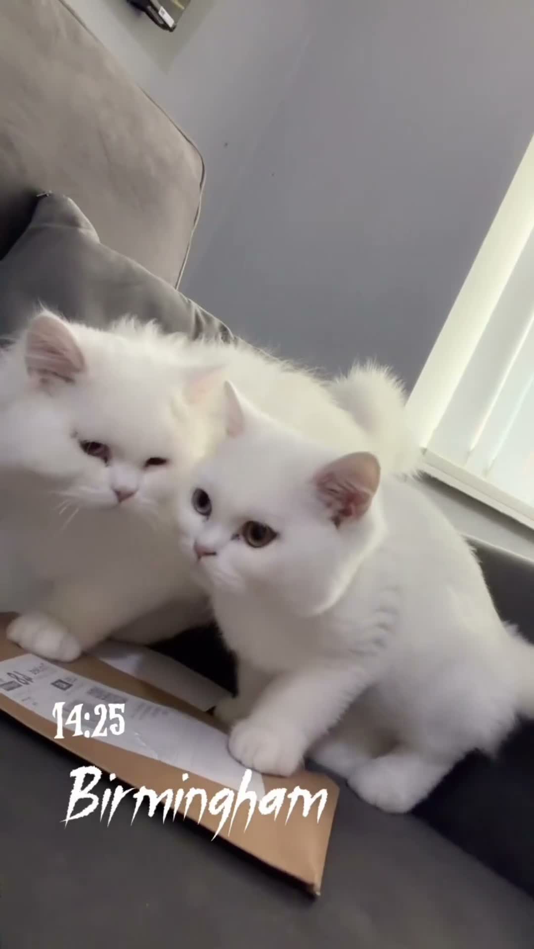 Brazilian Shorthair cats for sale: Rare odd eye fluffy male  - Video 1