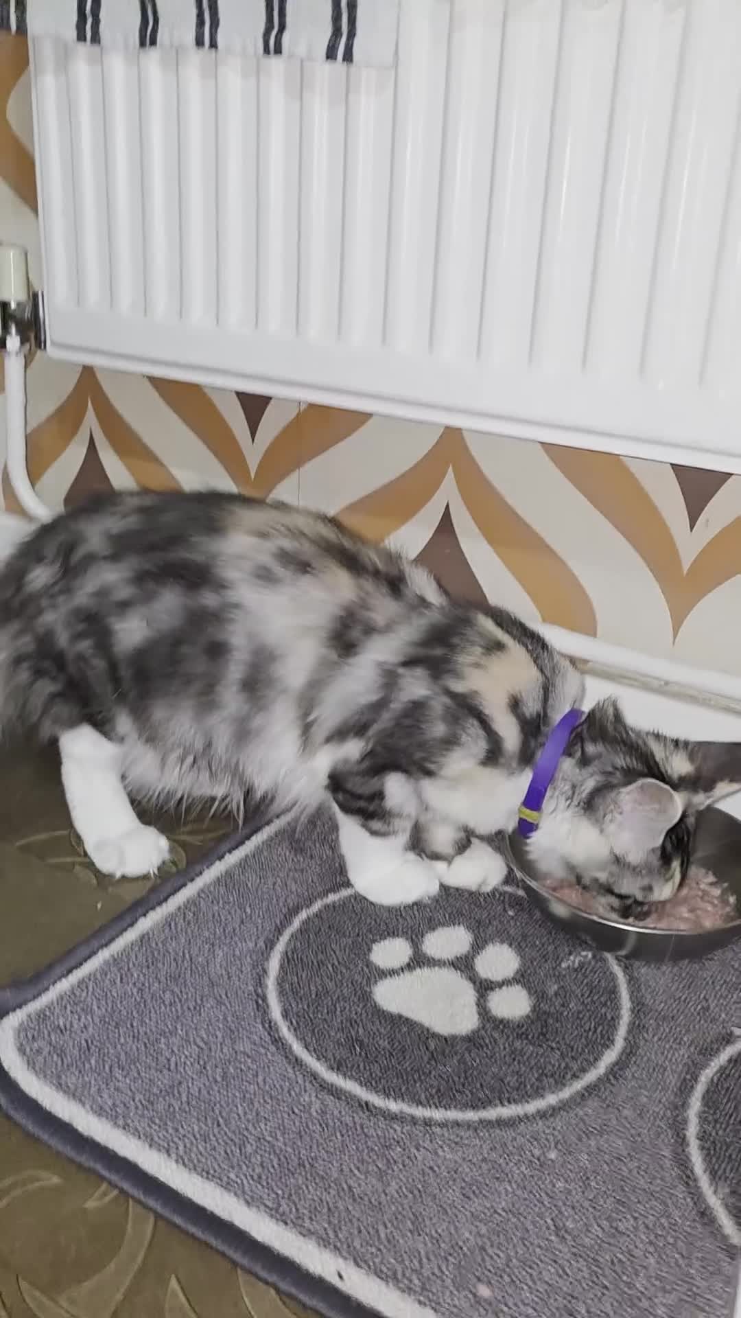Maine Coon cats for sale: Rare colour main coon  - Video 1