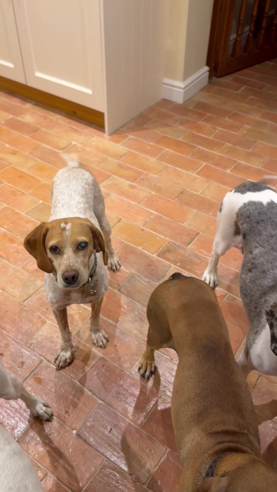 Mixed Breed dogs for adoption: 🍯 Honey: The Pocket Pointer in Maidstone - Video 2