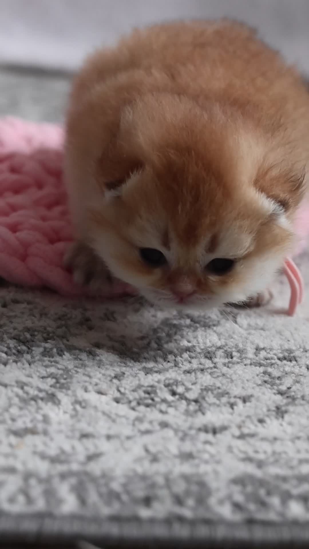 British Shorthair cats for sale: ✨Exclusive Golden BSH babies teddy bear type🧸✨ in Upminster - Video 1