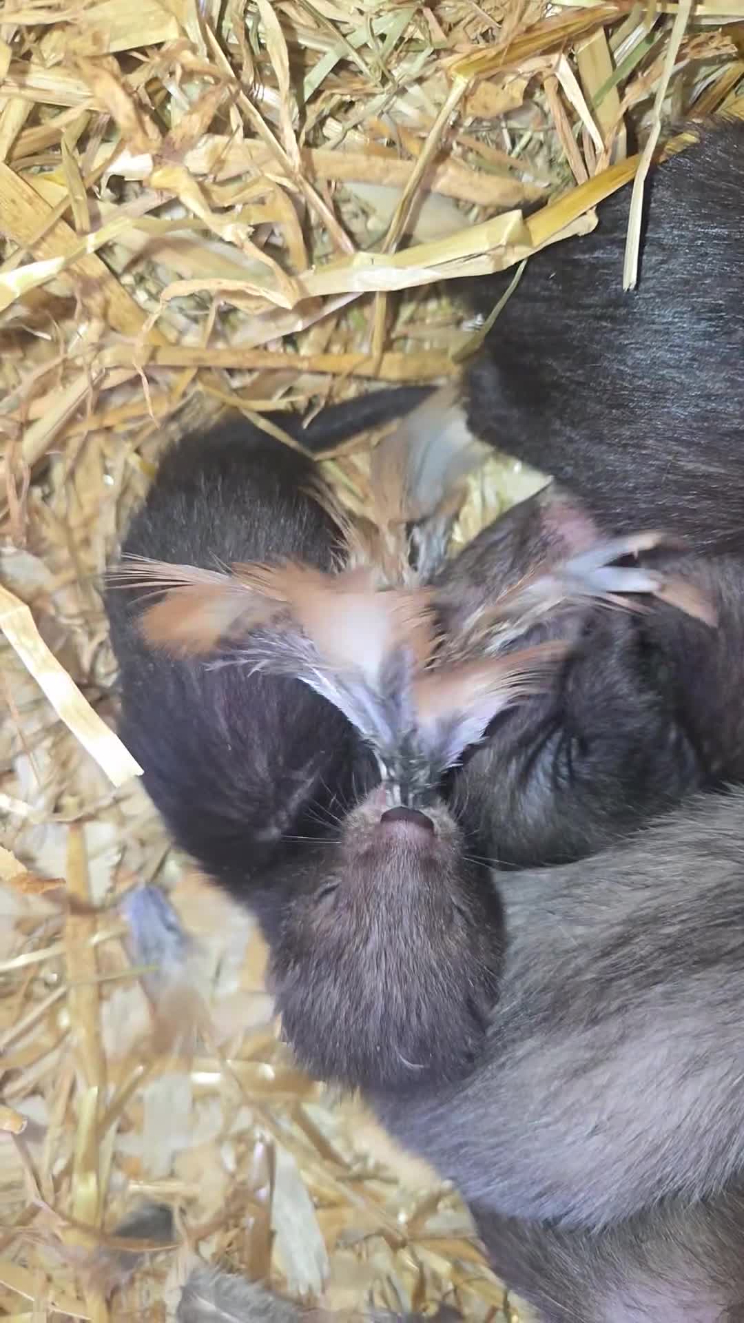 Ferret rodents for sale: Eu black x ferret kits  - Video 3
