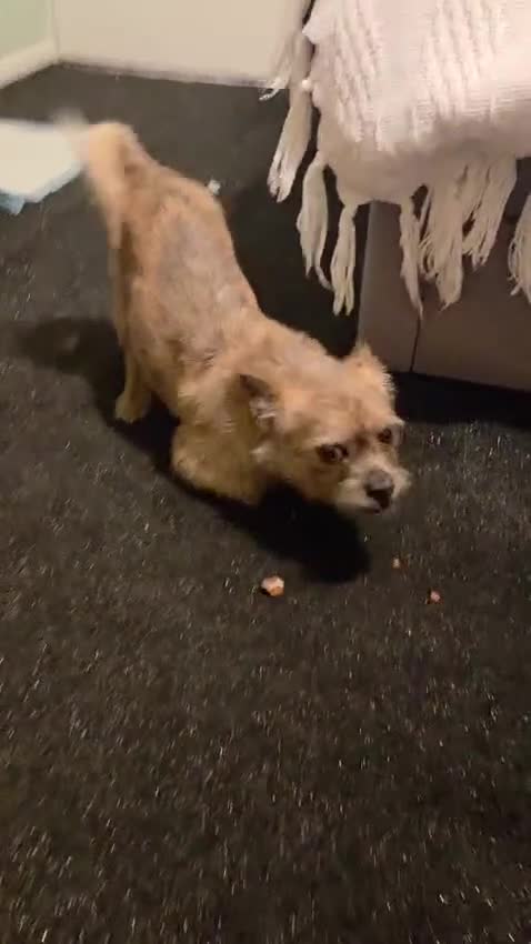 Mixed Breed dogs for adoption: 💙RONNIE Big Personality In Tiny Wrap Chorkie X - Video 4