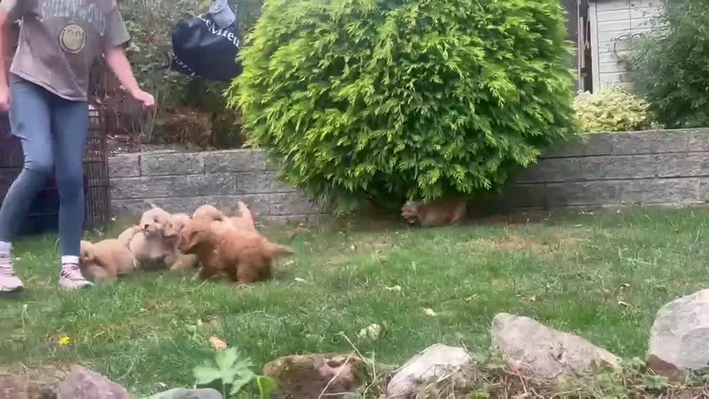 Mixed Breed dogs for sale: Exquisite litter of CAVAPOOCHONS ready now  - Video 1