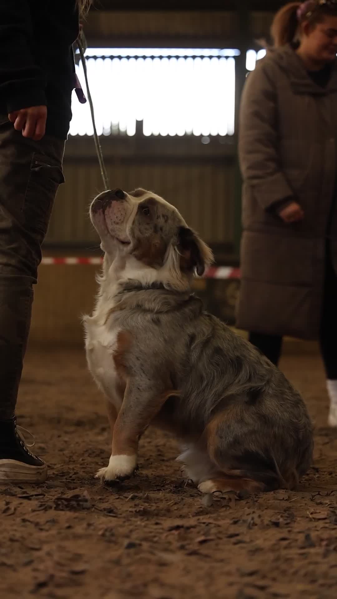 Olde English Bulldogge dogs for sale: Olde English Bulldogge Mammut For Sale  - Video 1