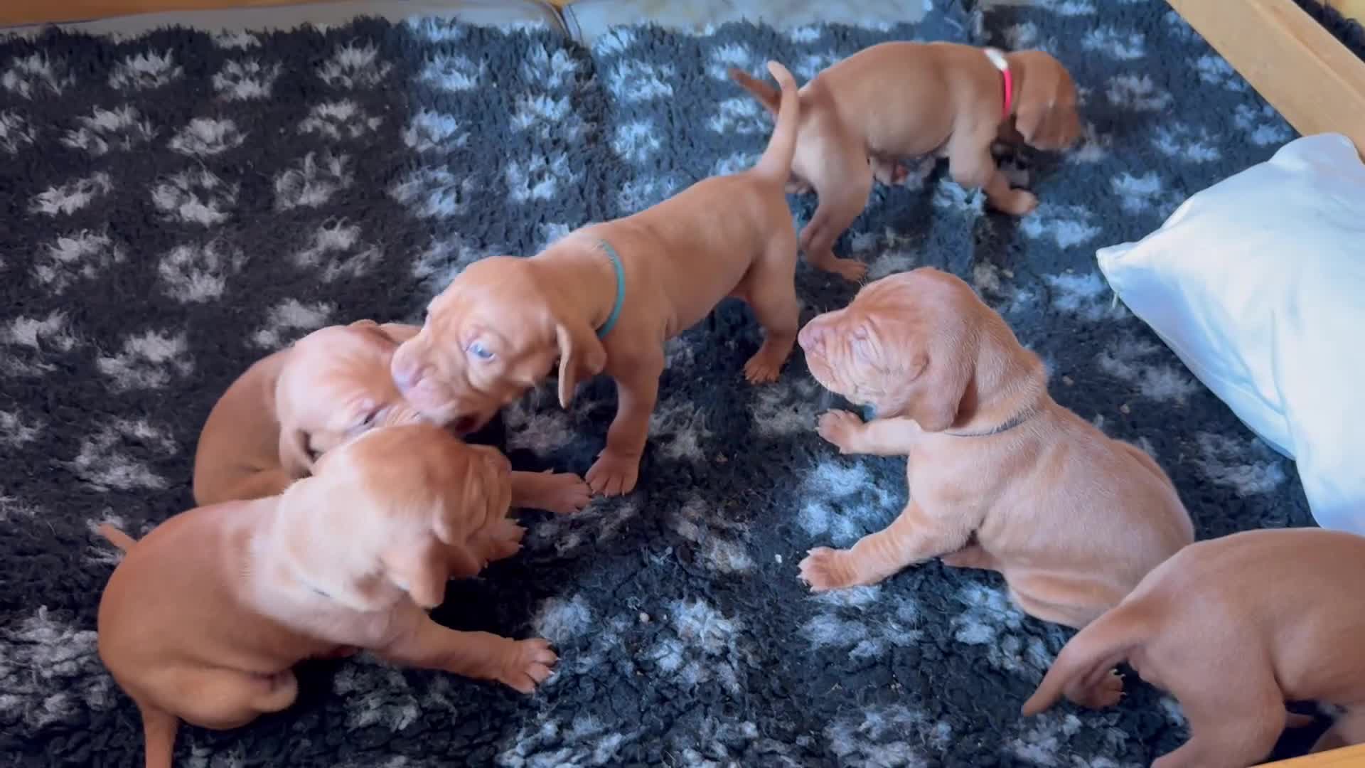 Hungarian Vizsla dogs for sale: Litter of stunning Vizslas - Video 1
