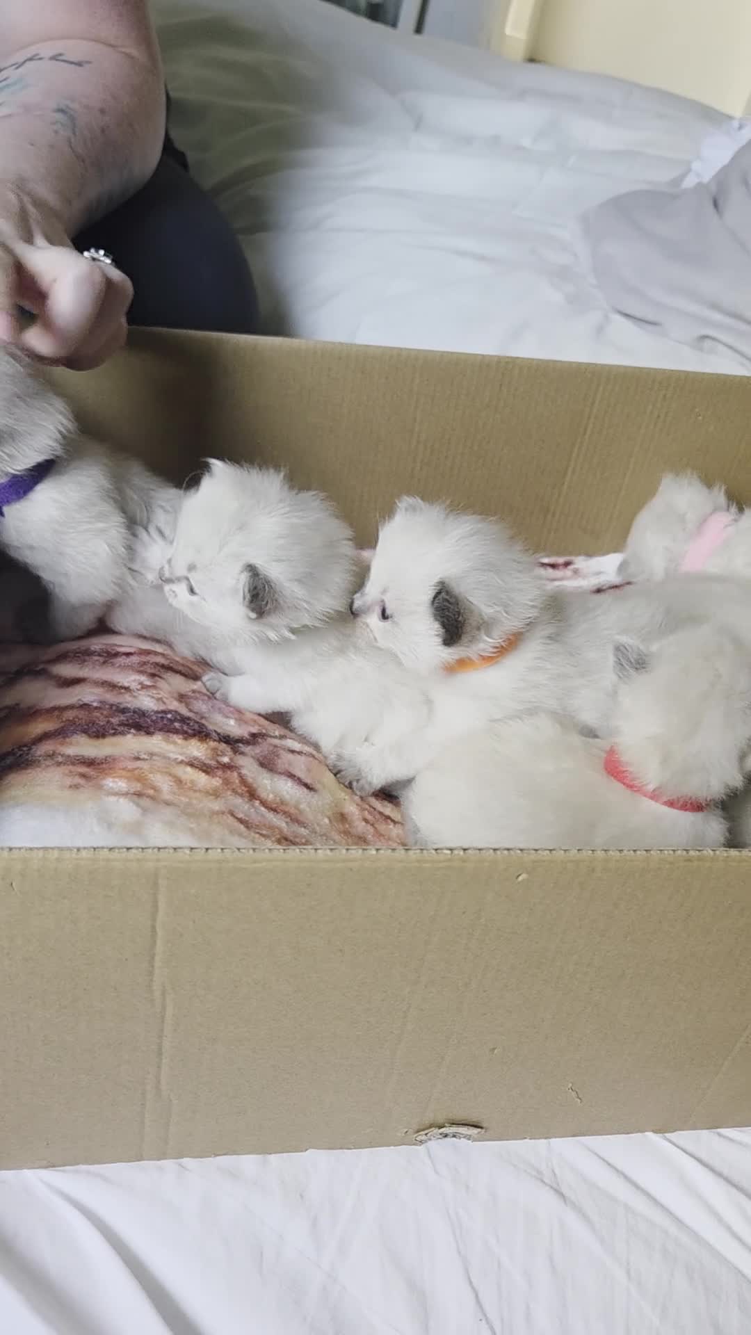 Ragdoll cats for sale: Ragdoll kittens - Video 2