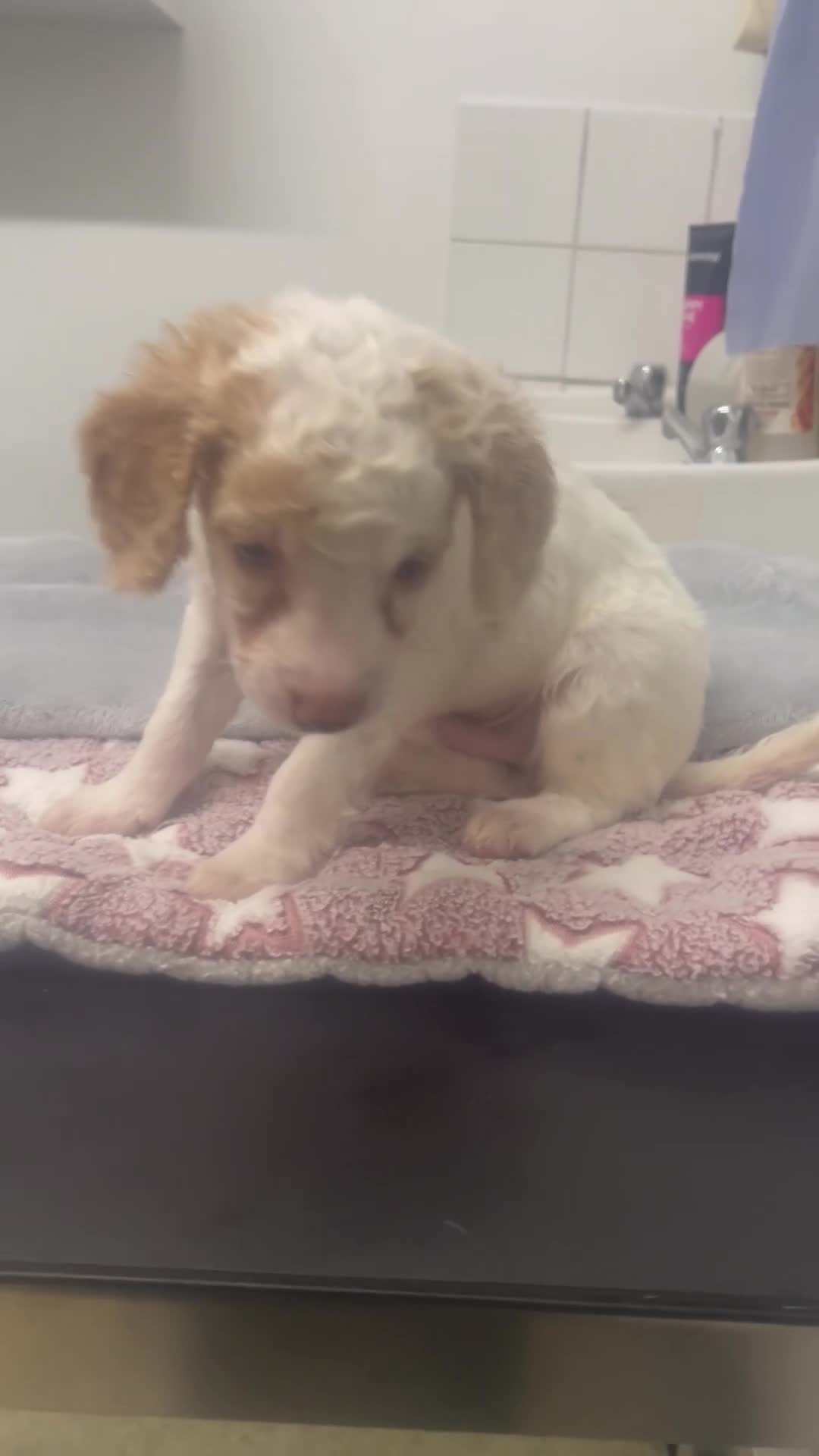 Cockapoo dogs for sale: Stunning Cockapoo puppies  - Video 1