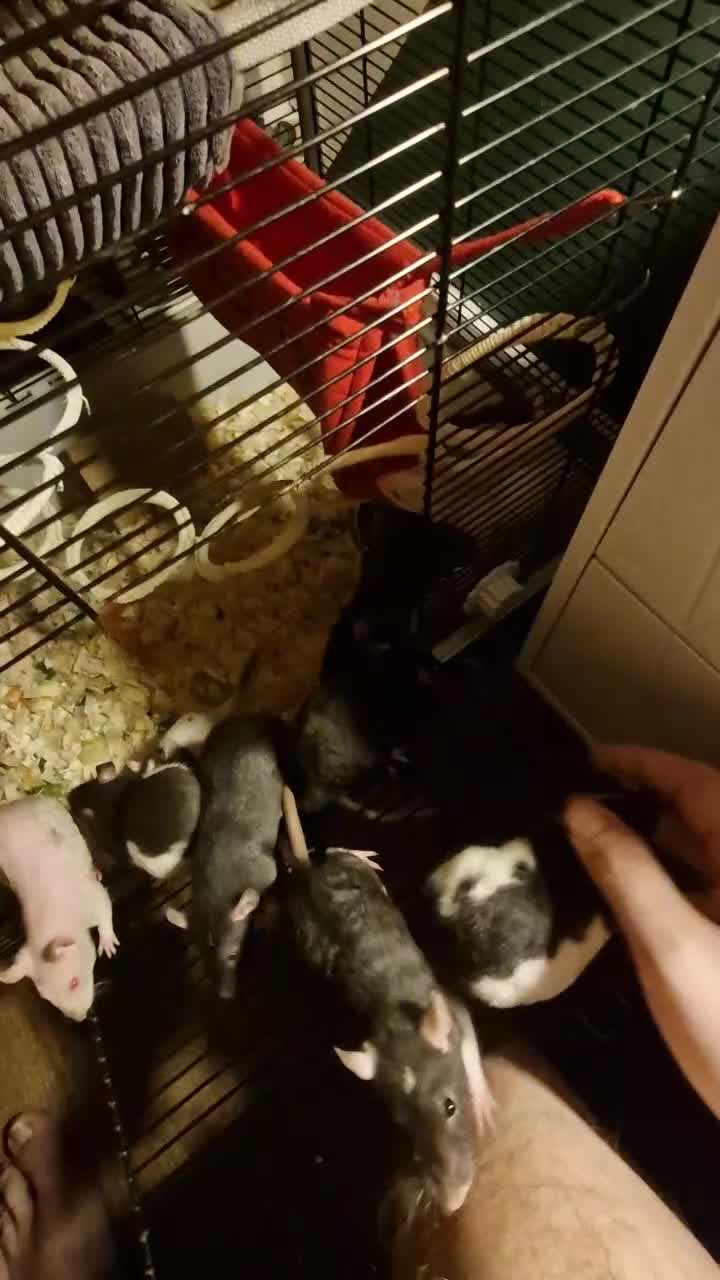 Rat rodents for sale: 6 beautiful Female Rats - Ready to find new home - Video 1