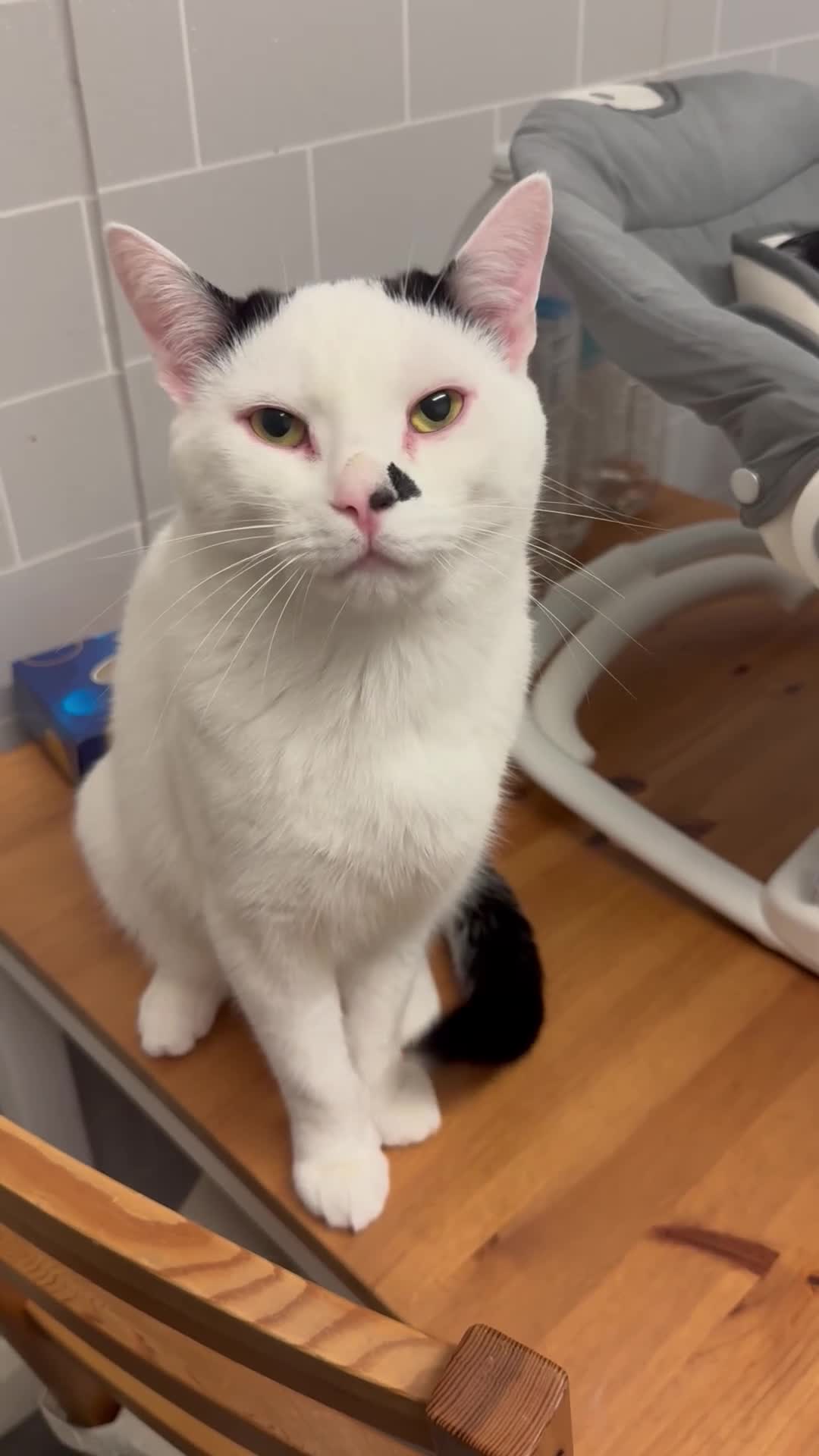 Mixed Breed cats for sale: Bobo  in Rotherham - Video 1