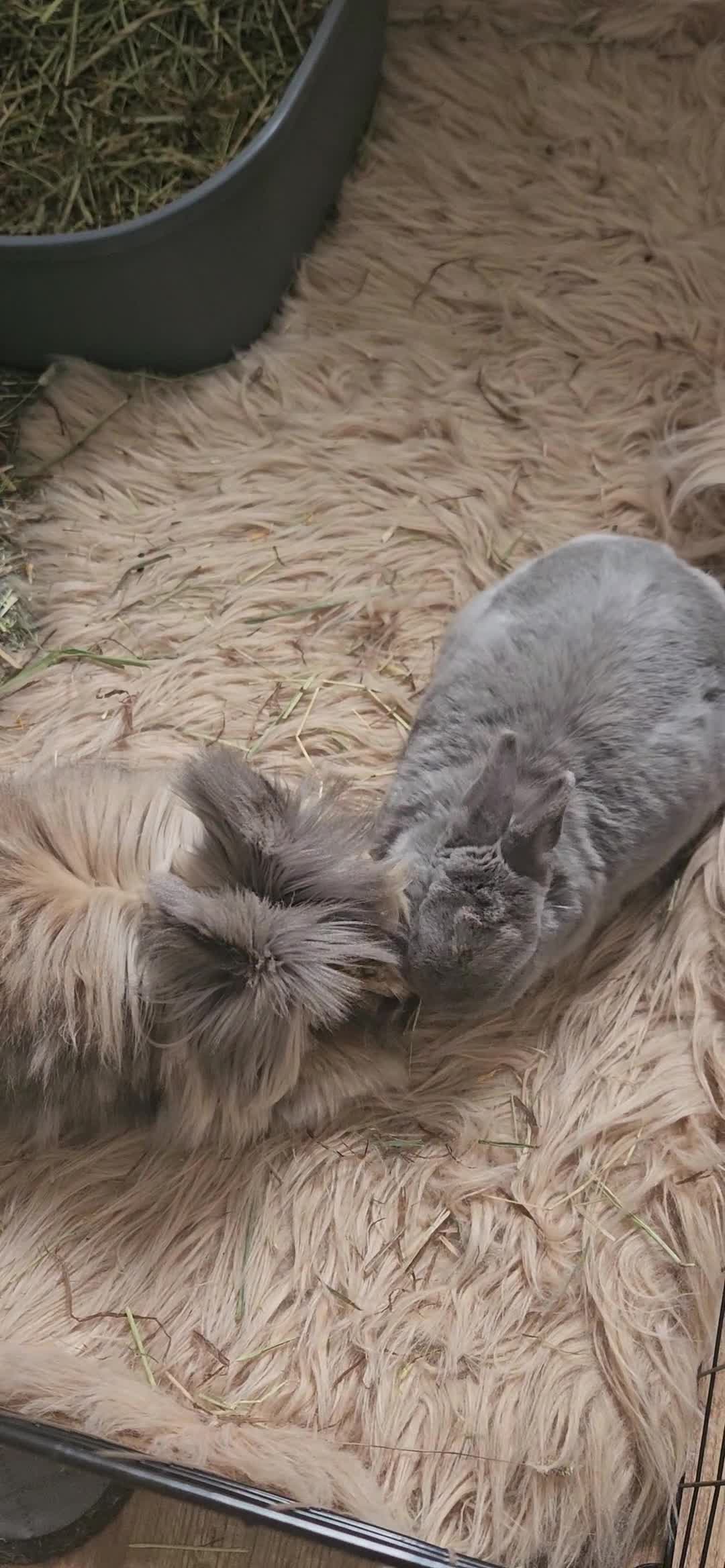 Lionhead rabbits for sale: 2 female spayed rabbits - Video 2