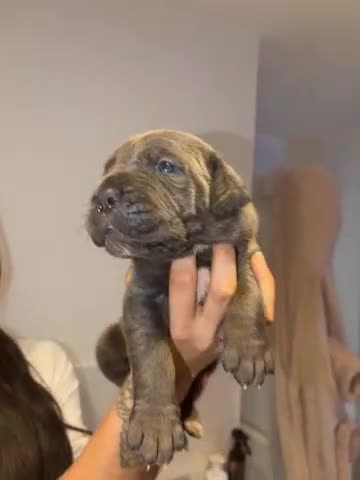 Cane Corso dogs for sale: ✨Top Quality Russian Bloodline Cane Corso Puppies✨ - Video 2