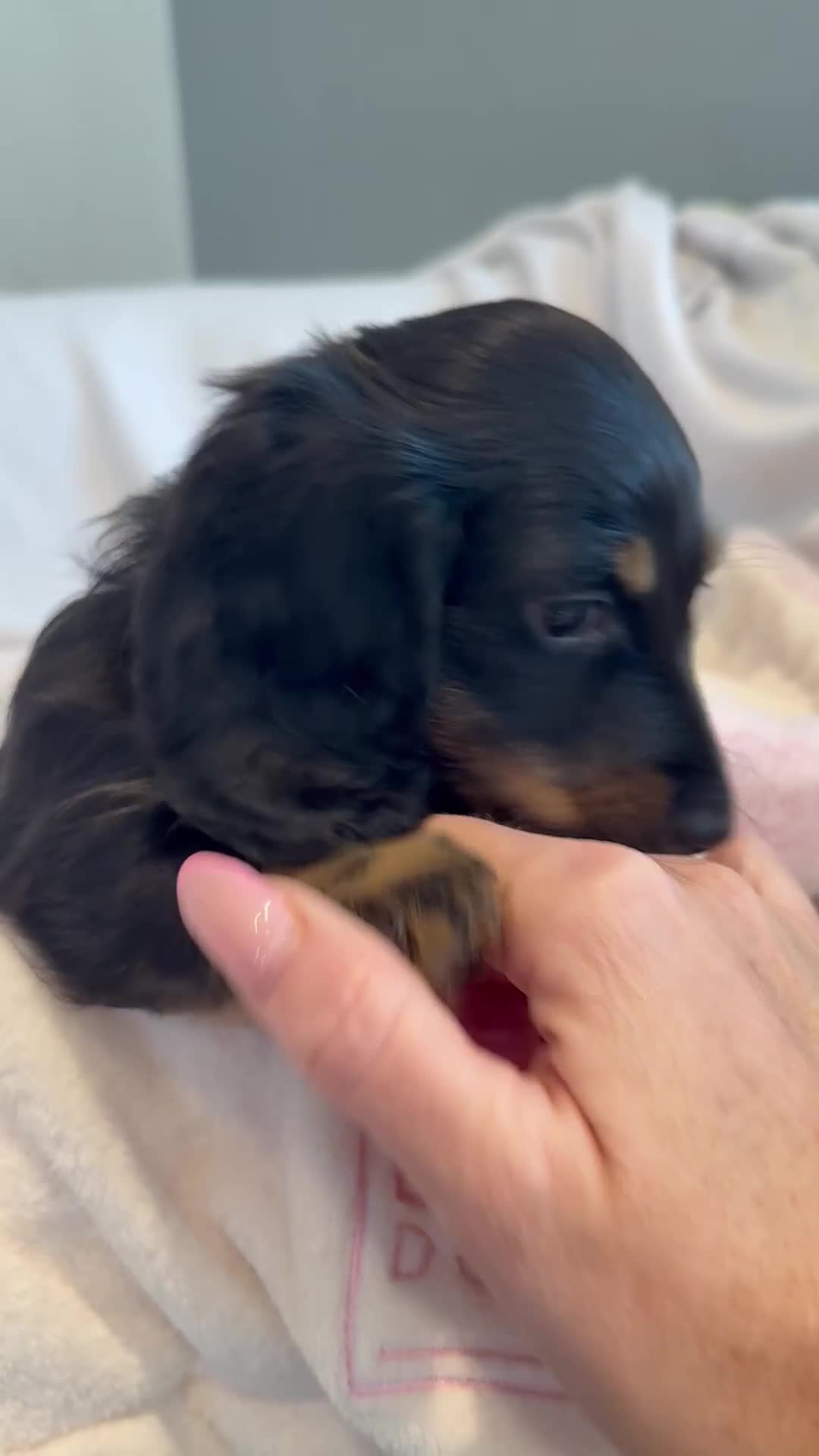 Miniature Dachshund dogs for sale: Pedigree Miniature Dachshund - Video 1
