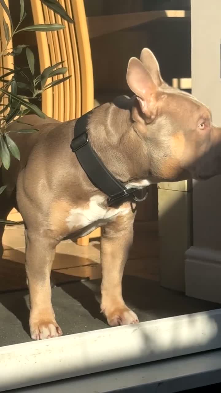 American Bully dogs for stud: 🐾BUGZY ABKC/PEDIGREE/PROVEN STUD🐾 in Pontefract - Video 1