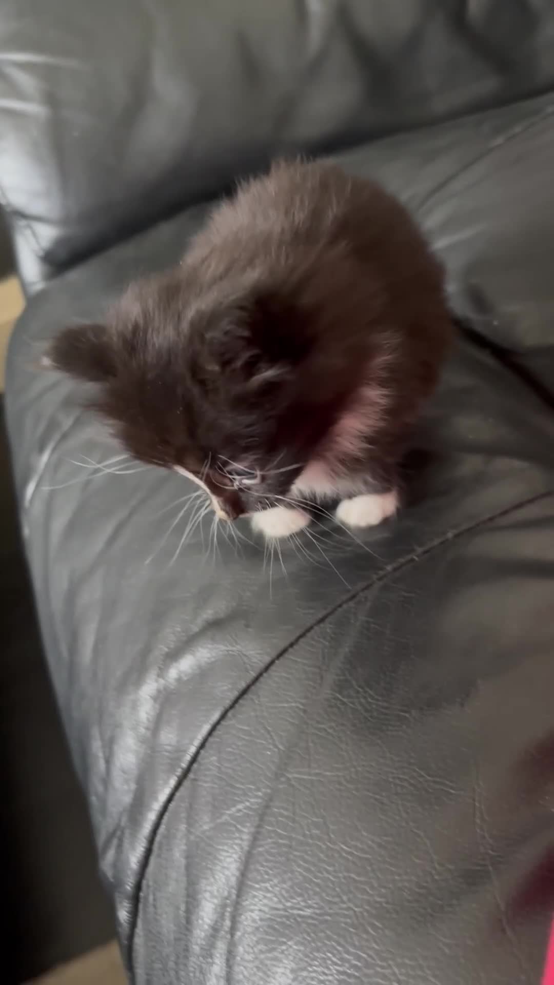 Mixed Breed cats for sale: sweet, cute kitten (Bsh X persian)  - Video 2